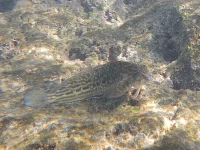 Naakte slijmvissen [Blenniidae]